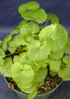 <p><span>Garlic mustard (Brassicaceae)</span></p>