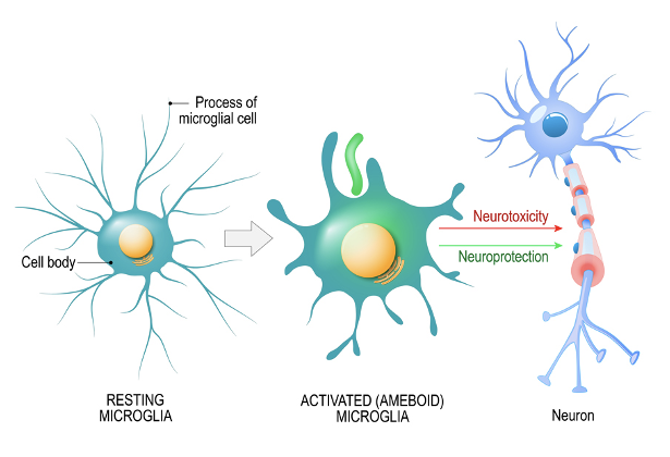 <ul><li><p>CNS specific immune cells</p></li><li><p>Become mobile and phagocytic in response to inflammation</p><ul><li><p>phagocytize necrotic tissue, microorganisms, and other foreign substances</p></li></ul></li></ul><p></p>