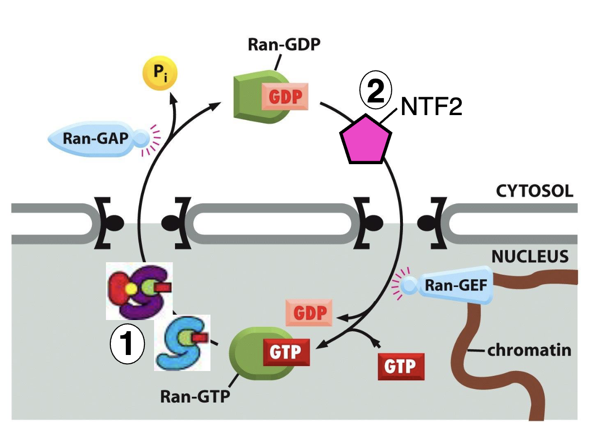 <ul><li><p>Ran GTP in the nucleus → goes to cytosol → Ran GAP cuts the GTP into GDP → becomes Ran GDP</p></li><li><p>Ran GDP is brought back into nucleus via NTF2 → Ran GEF exchanges GDP to GTP → becomes Ran GTP</p></li></ul><p></p>