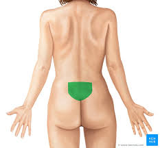 <p>what is the anatomical name for this part?</p>