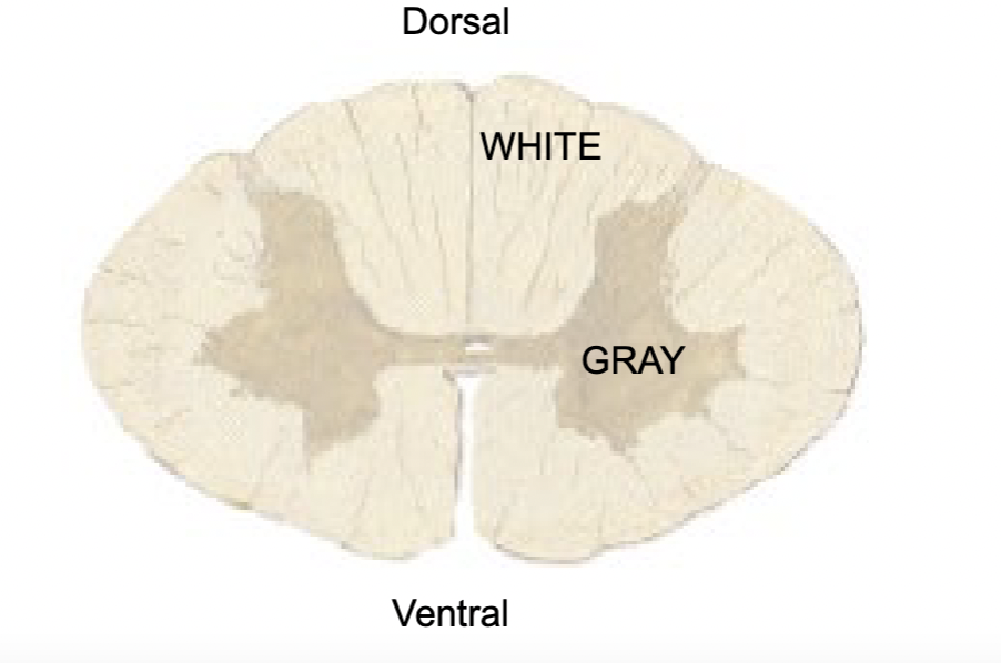 <p>White matter</p>