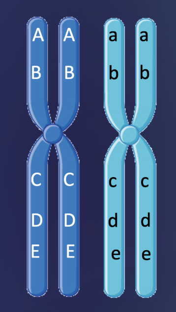 <p>T/F: recombination between genes A &amp; D is less likely than recombination between D &amp; E</p>