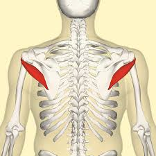 <p>Name this muscle (action, innervation, origin, insertion)</p>