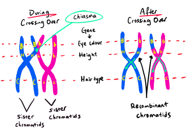 <p>crossing over occurs during meiosis when homologous chromosomes exchange genetic material, leading to new combinations of alleles</p>