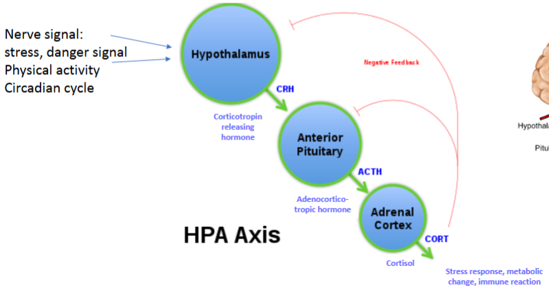 <p>Corticotropin releasing hormone (CRH) {hypothalamus} → Adrenocorticotropic hormone (ACTH) {anterior pituitary} → Cortisol {adrenal cortex}</p><p>Biological outcomes = Stress response, metabolic changes, immune reaction</p>