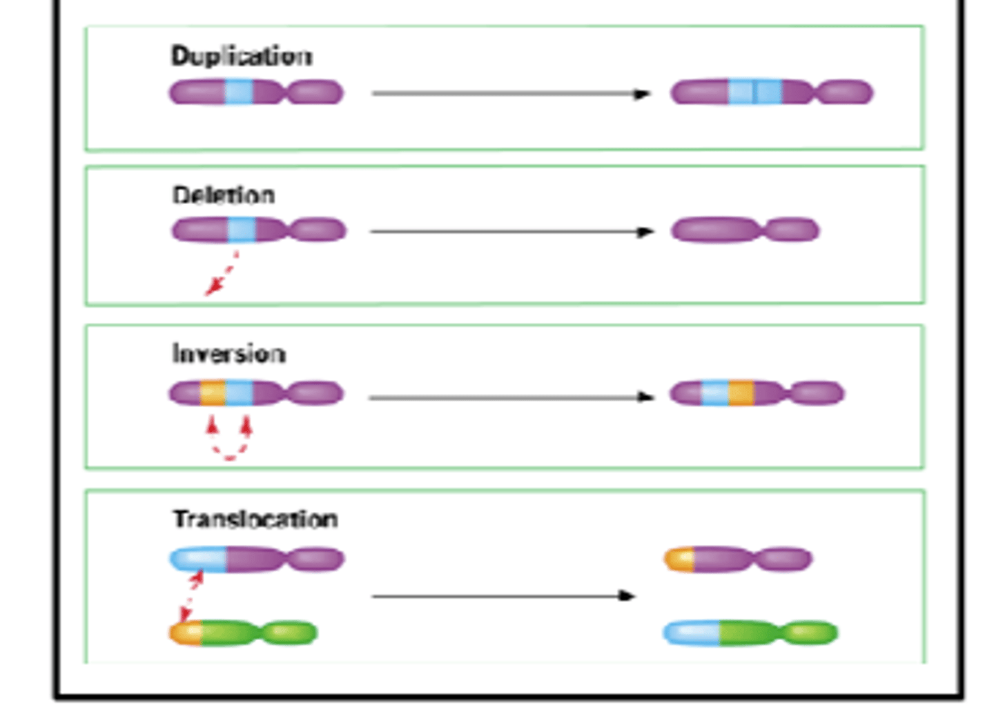 <p>- Most often they are changes in a single base</p><p>but can be large scale</p>