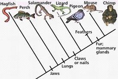 - newly evolved features, such as feathers, that do not appear in the fossils of common ancestors
- traits that a group shares that are not found in the common ancestor 
- ex all mammals have mammory glands (ancestoral trait), but only primates have opposable thumbs (derived trait)
- derived traits can help us understand how groups of animals are more closely related to each other than to other groups also derived from the same common ancestor