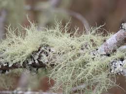 <p>Bushy beard lichen</p>