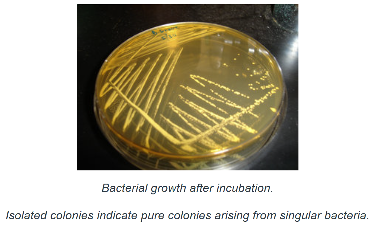 <ul><li><p><span style="font-family: "Century Gothic";"><span>Most material obtained from fish contain mixed pop of microorgs</span></span></p><ul><li><p><span style="font-family: "Century Gothic";"><span>to make detailed study of characteristics of indiv species comprising mixture you have to isolate them in pure culture</span></span></p></li></ul></li><li><p>4 diff kind of streaks </p></li><li><p><span style="font-family: "Century Gothic";"><span>plate now has mixed culture that you will now be able to remove individual and discrete colonies</span></span></p><ul><li><p><span style="font-family: "Century Gothic";"><span>each one represents one original bacterium</span></span></p></li></ul></li><li><p><span style="font-family: "Century Gothic";"><span>you can re-streak them and obtain pure culture bacteria after another pass to run tests for full ID</span></span></p></li></ul><p></p>