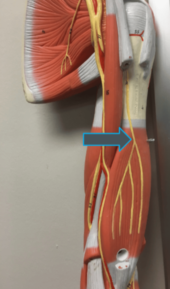 <p>innervates:<br>-brachialis<br>-biceps brachii<br>-coracobrachialis</p>