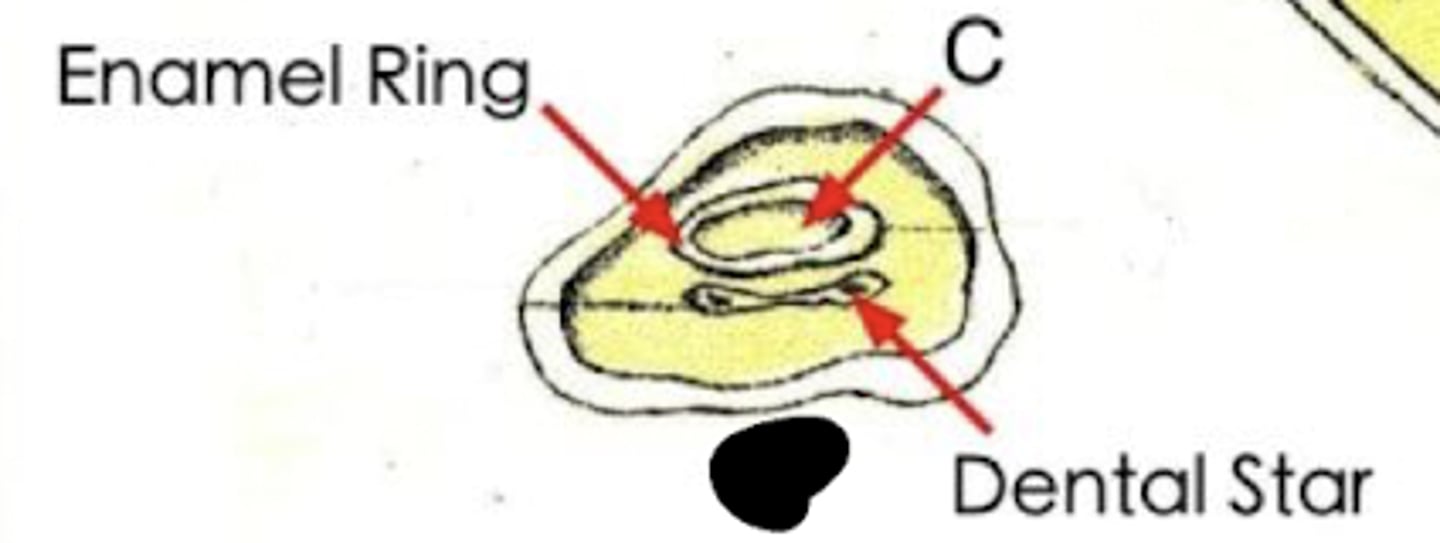 <p>What is the age of this horse?</p>