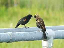 <p><em>Agelaius, phoeniceus</em></p><p>Red-winged Blackbird</p>