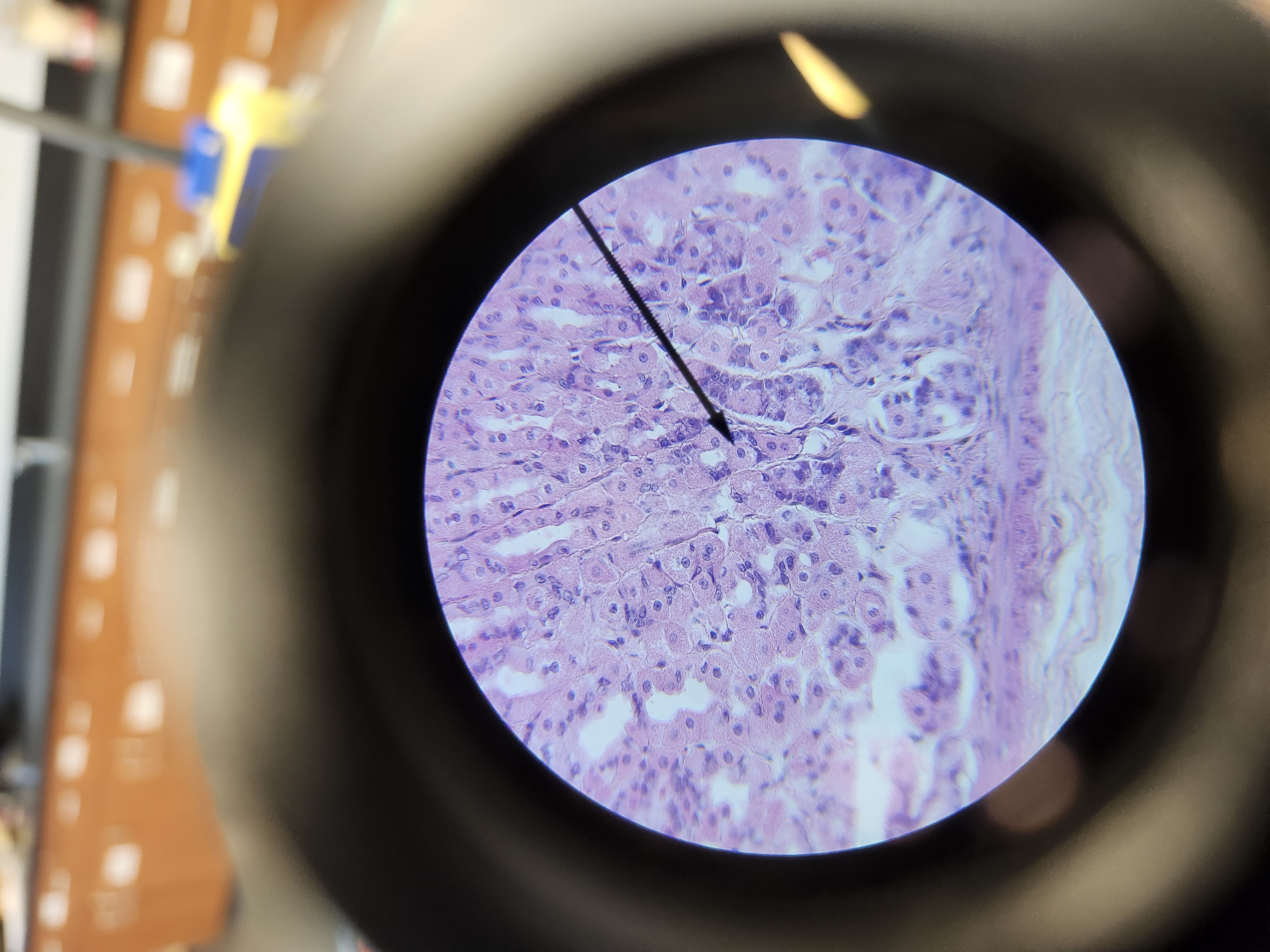 <p>[Histology] Function?</p>