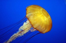 <p>What phylum does this specimen belong in?</p>