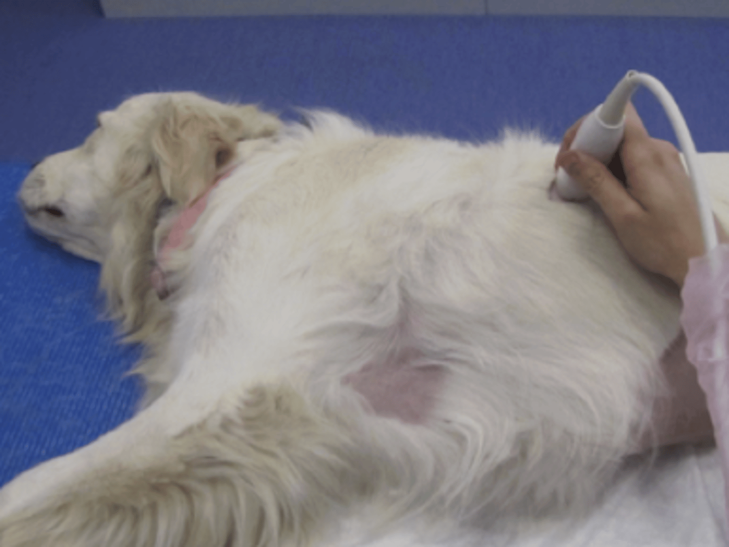 <p>vista CTS (chest tube site)</p>