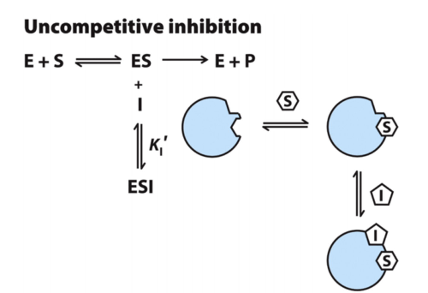 <p>-binds only to the enzyme-substrate complex</p><p>-lowers catalytic rate</p>