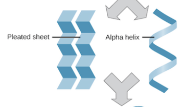 * aa’s begin to interact with other nearby aa’s on the same protein
* Hydrogen bonds mainly
* ⍺-helix, β-barrel, and β-pleated sheets