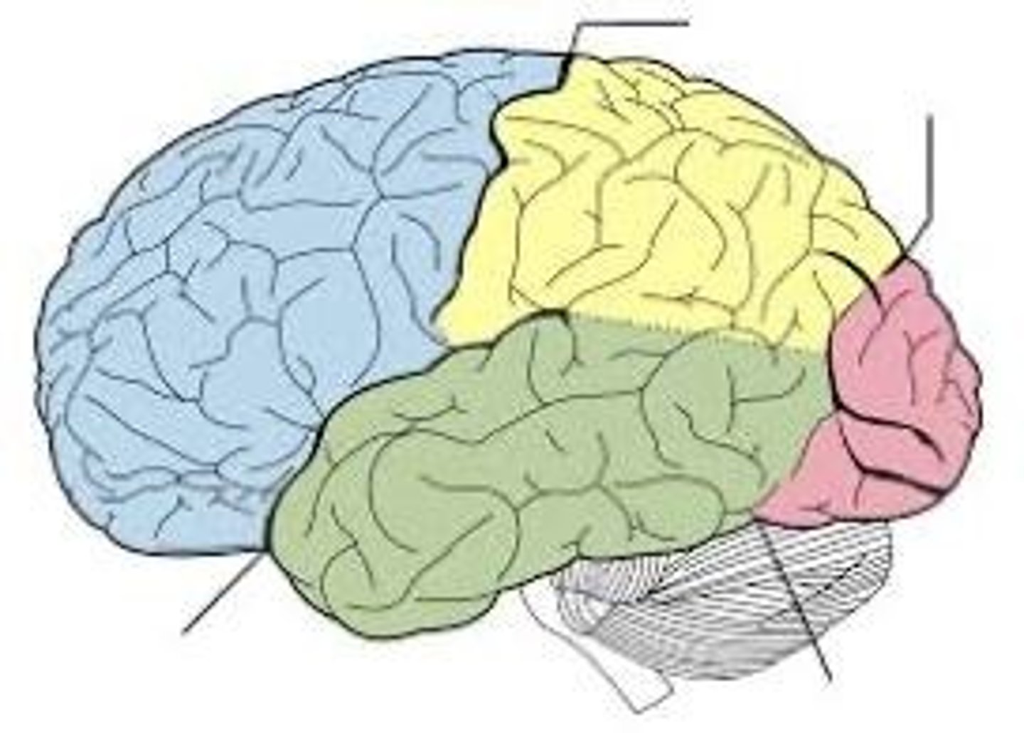 <p>Implicit and explicit memories</p>