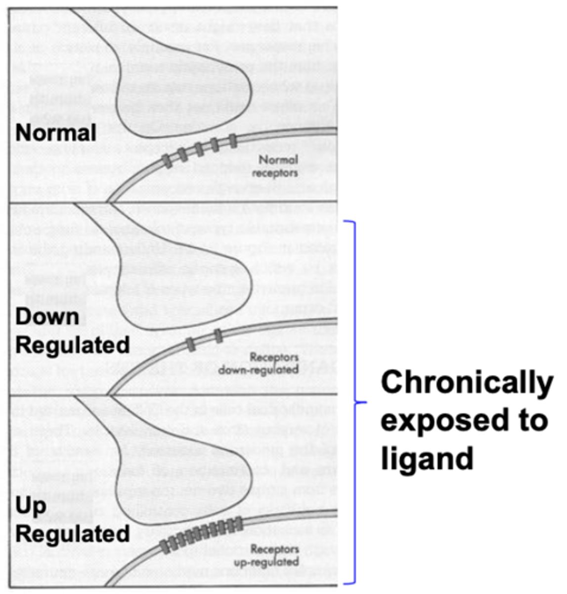 <p>decrease the number of receptors </p>