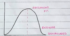 <ul><li><p>SLIGHT FLUCTUATIONS FROM OPTIMUM PH: --&gt; Alterations in the charge of the active site, meaning the substrate cannot bind as effectively and therefore there is a decreased rate of reaction as less product is formed.</p></li><li><p>OPTIMUM PH: --&gt; Maximum activity as the R groups have correct charges and the tertiary structure is correct.</p></li><li><p>EXTREME PH:</p></li></ul><p>--&gt; The enzyme DENATURES. The hydrogen and ionic bonds break, changing the shape of the tertiary structure. The active site is no longer complimentary to the substrate.</p>