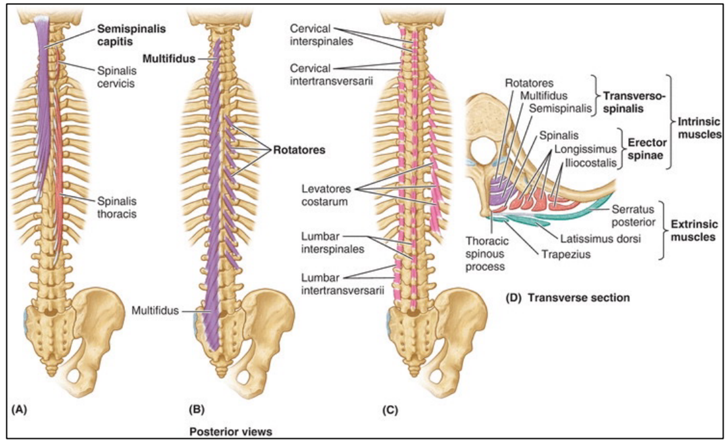 <p>Transversospinalis Group NV</p>