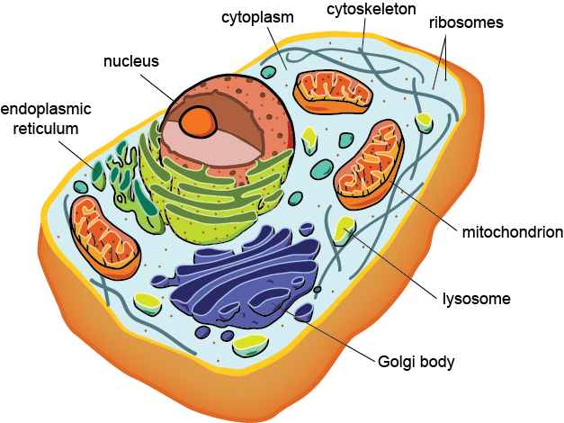 <ul><li><p>looks like a group of hair</p></li><li><p>found in the cytoplasm of both eukaryotic cells (a+p)</p></li></ul><p></p>