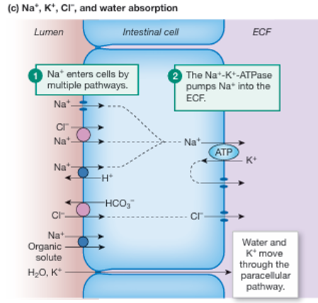 <p>Na+ absorbtion</p><ol><li><p>Na+ enters the cells by multiple pathways</p><ul><li><p>apical Na+ channels such as ENaC </p></li><li><p>Na+-Cl- symporter, </p></li><li><p>Na+-H+ exchanger (NHE). </p></li></ul></li><li><p>The Na+-K+-ATPase pumps Na+ into the ECF</p></li></ol><p>Chloride uptake uses an apical Cl--HCO3 - exchanger and a basolateral Cl- channel to move across the cells. </p><p>Potassium and water absorption in the intestine occur primarily by the paracellular pathway.</p><p></p>
