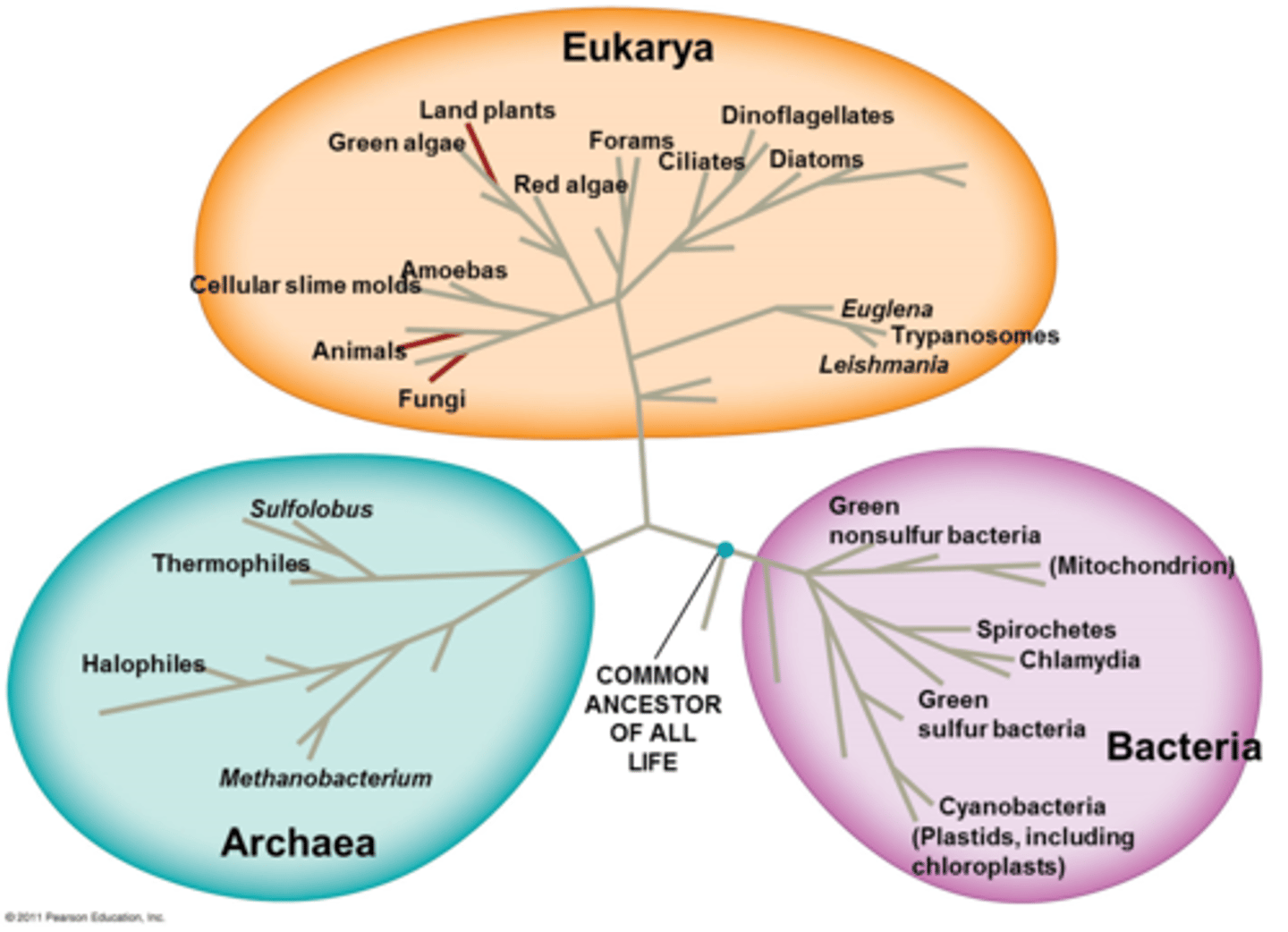 <p>Archaea, Bacteria, Eukarya</p>