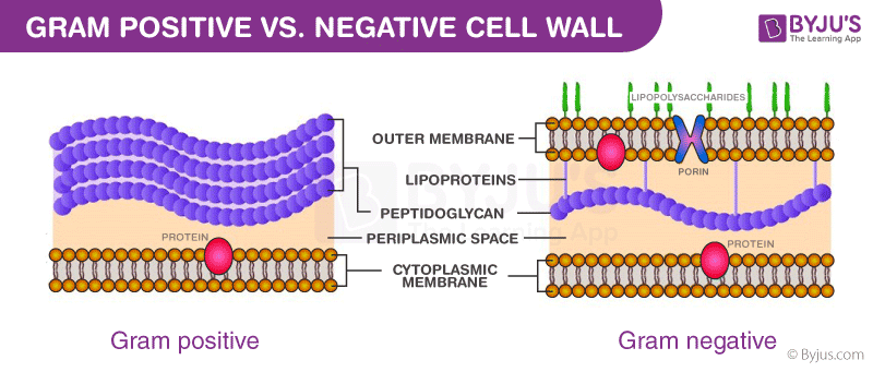 <ul><li><p>(-) Has a thin peptidoglycan layer that often has a different placement </p></li><li><p>stains pink</p></li><li><p>escherichia, nessiria, psuedomonas</p></li><li><p>less susceptible to penicillin</p></li><li><p>not sensitive to lysozymes </p></li></ul><p></p>