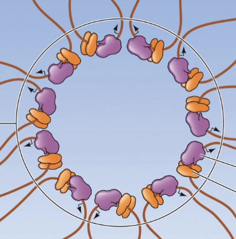<p>what factory occurs in the sites with. clustered rna polymerase?</p>