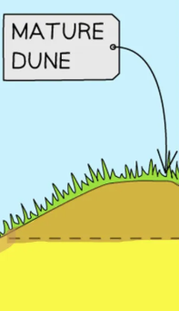 <ul><li><p>Mature dune</p></li><li><p>Reaches&nbsp;<span>climax community - final point of a succession that stays unchanged&nbsp;</span></p></li><li><p>Conditions are much more favourable, with moisture and nutrient-rich soils</p></li><li><p>Far above the high-tide level</p></li></ul><p></p>