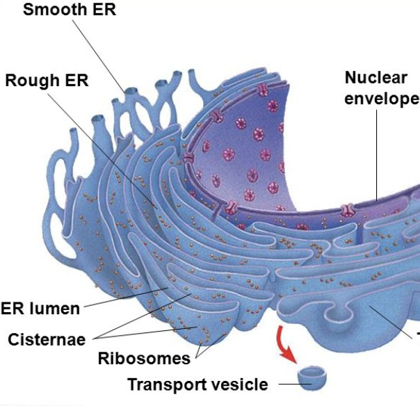 <p>the folds of the ER</p><p>has its own <em>Lumen</em> → the inner area/pockets formed by folds</p><p>begins modifications</p>