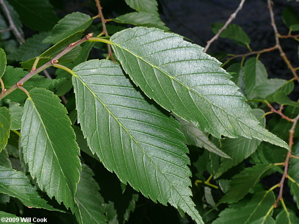 <ul><li><p>Native, FACW</p></li><li><p>alternating leaf arrangement</p></li><li><p>serrate leaf edge</p></li><li><p>unequal leaf lobes</p></li><li><p>buttressed trunks</p></li></ul>