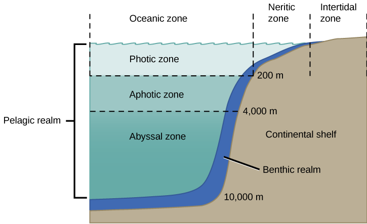 <ul><li><p>photic (light) zone→ upper layer where sunlight penetrates so supports photosynthesis</p></li><li><p>aphotic (dark) zone→ deeper layer without sunlight, so low light and low oxygen (organic sinking)</p></li><li><p>benthic zone→ bottom sediment layer, home to decomposers like bacteria</p></li></ul><p></p>