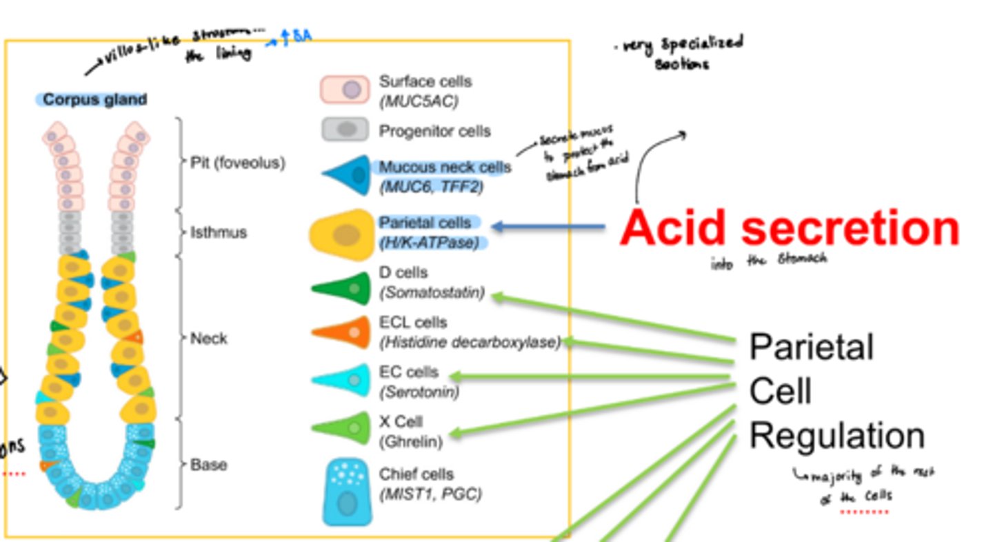 <p>pit (fovelus), isthmus, neck, and base</p>