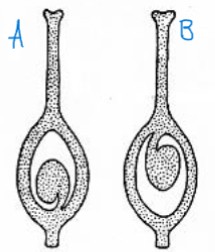 <p>identify the placentation types a and b</p>