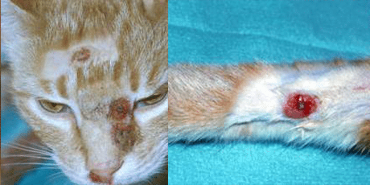 <p>Papules and vesicles on the head and forelimbs</p>