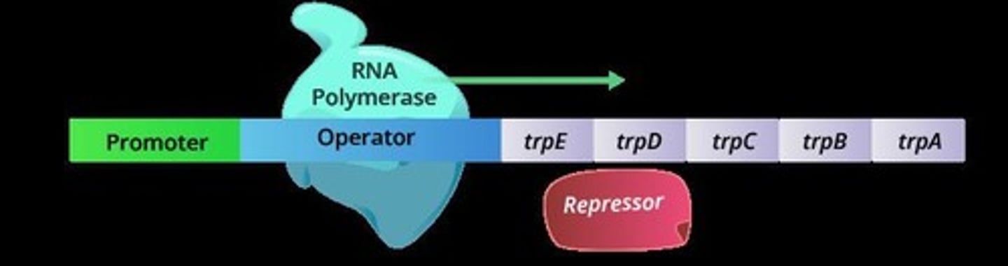 <p>A group of genes in prokaryotic cells required for the synthesis of tryptophan, regulated by the availability of tryptophan.</p>
