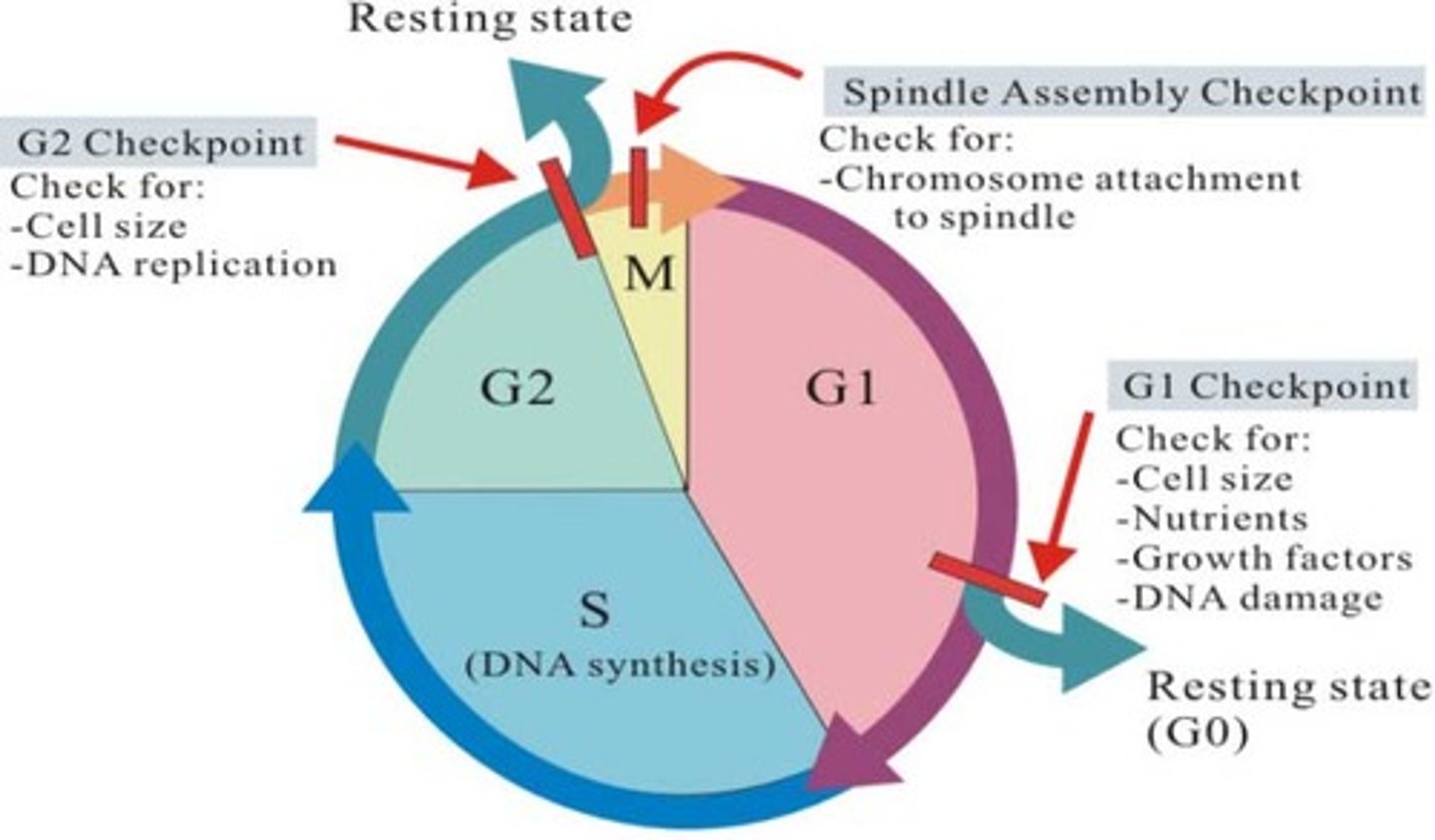 <p>four points during the cell cycle serve as checkpoints where the cell decides to proceed with the cell cycle</p><p>growth 1 checkpoint:</p><p>synthesis ⇒ growth 2 checkpoint:</p><p>mitosis checkpoint:</p>
