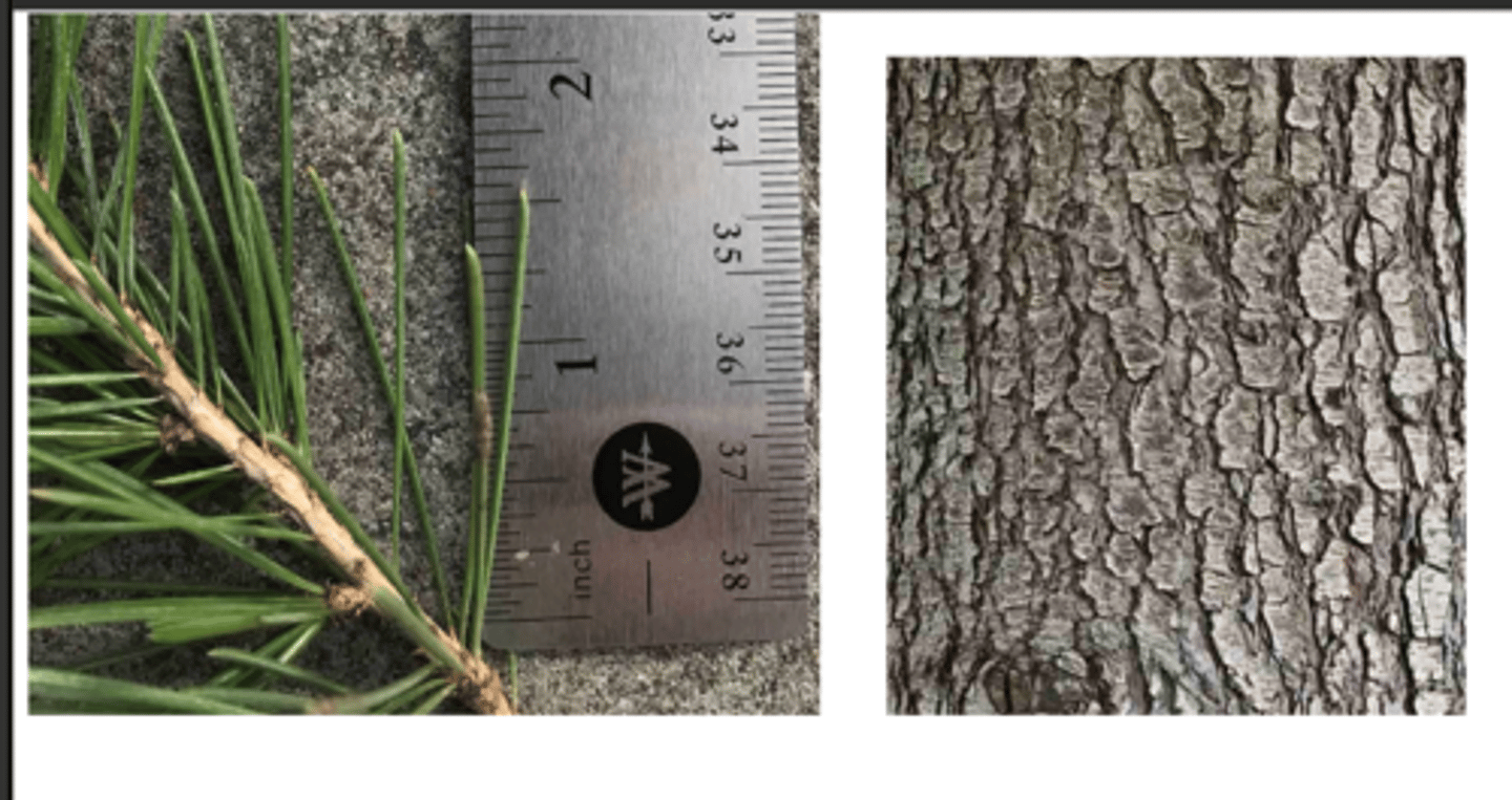 <p>1. gymnosperm</p><p>----------------</p><p>2'. Leave not large and fan-shaped, often needles or scales</p><p>----------------</p><p>3'. Leaves alternate or appearing spirally arranged, not in clear</p><p>decussate pairs, needle-like or flattened, easy to see</p><p>----------------</p><p>6. Tree with obvious needle-like leaves, bark smooth or scaly, but not fibrous</p><p>----------------</p><p>7'. Needles attached to stem singly, often attached in spiral groups</p><p>to stubby spur shoots; large woody cones absent (disintegrate)</p><p>----------------</p><p>8'. Needles 1-2 inches long, foliage dark-green to blue-green, branch tips and central stem tip drooping</p>