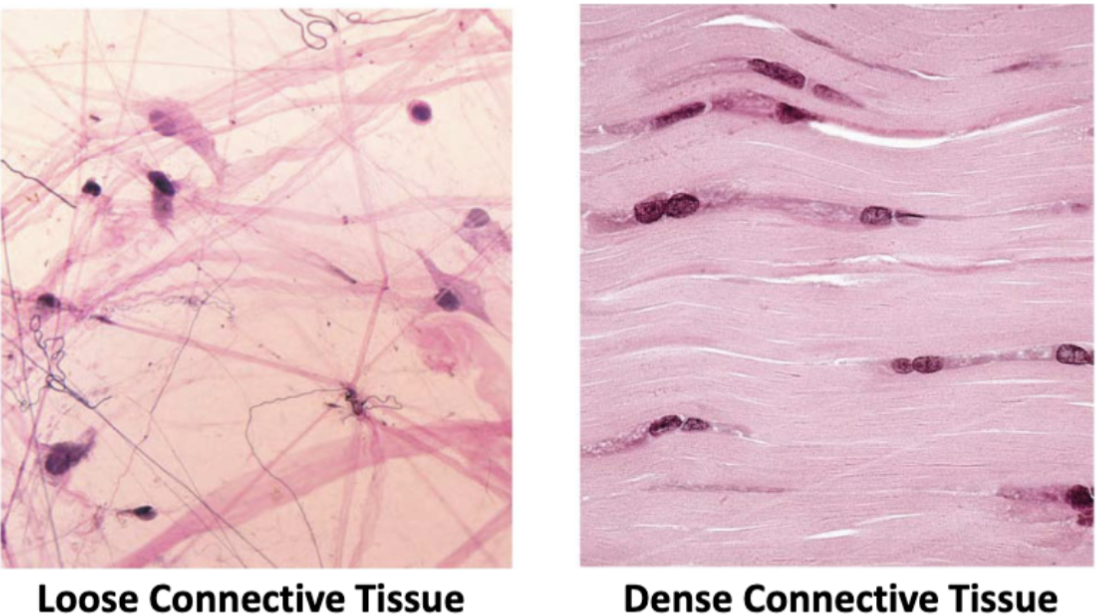 <p>“general” connective tissue that is found all throughout the body, connecting organs and tissues to one another</p>