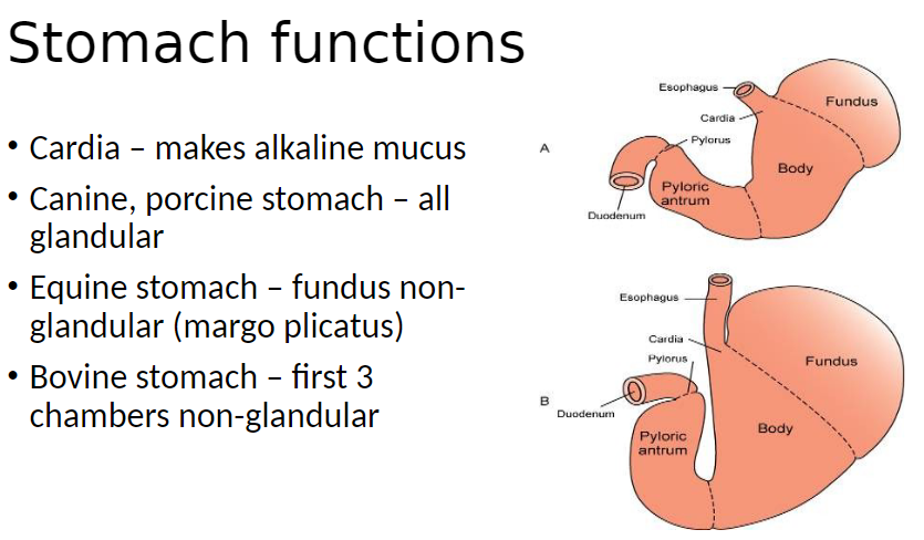 <p><strong>Cardia</strong>: Produces alkaline mucus to protect stomach lining</p><p><strong>Species Differences</strong>:<br> Canine, porcine stomach – entirely glandular, secretes digestive acids and enzymes<br> Equine stomach – fundus non-glandular (margo plicatus separates glandular and non-glandular regions)<br> Bovine stomach – first three chambers (rumen, reticulum, omasum) non-glandular, primarily for storage and fermentation</p>