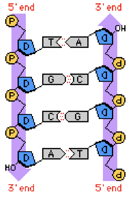 <ul><li><p>because of base pairing, one strand determines the sequence of the other strand of DNA</p></li><li><p>two strands of DNA are complementary, which allows for precise duplication of DNA during cell division</p></li><li><p>antiparallel - head of one strand is laid against tail of other strand, which is important in replication (two strands replicate differently)</p></li></ul><p></p>