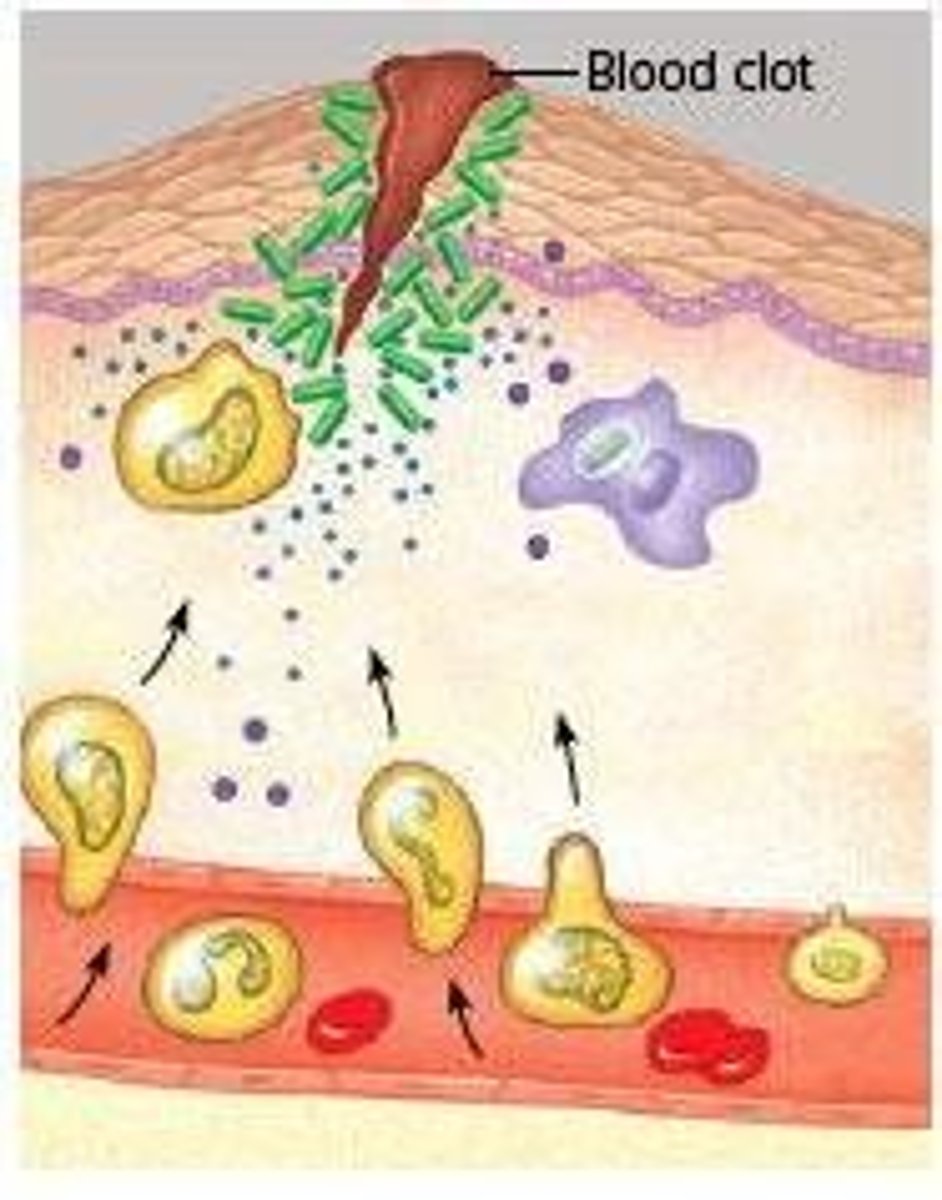 <p>Specific immune response to pathogens.</p>