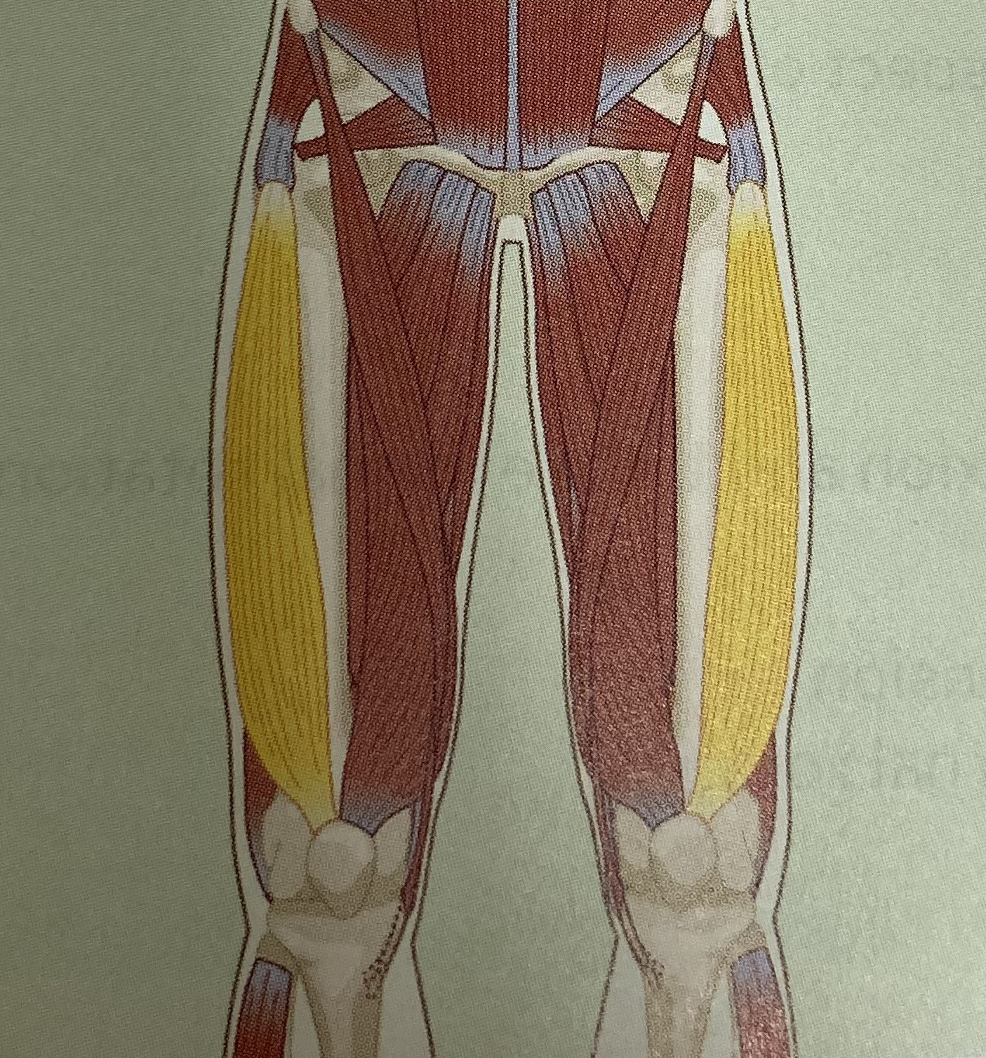 <ul><li><p>category: quadriceps</p></li><li><p>origin: the anterior, lateral region of the femur</p></li><li><p>insertion:base of patella and tibia</p></li><li><p>isolated function: concentric knee extension</p></li><li><p>integrated function: concentric knee flexion, adduction, and internal rotation</p></li><li><p>stabilizes the knee</p></li></ul><p></p>
