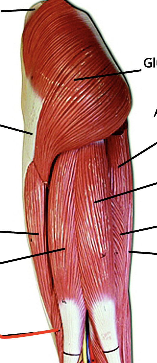 <p>Muscle lateral and outside of long head</p>