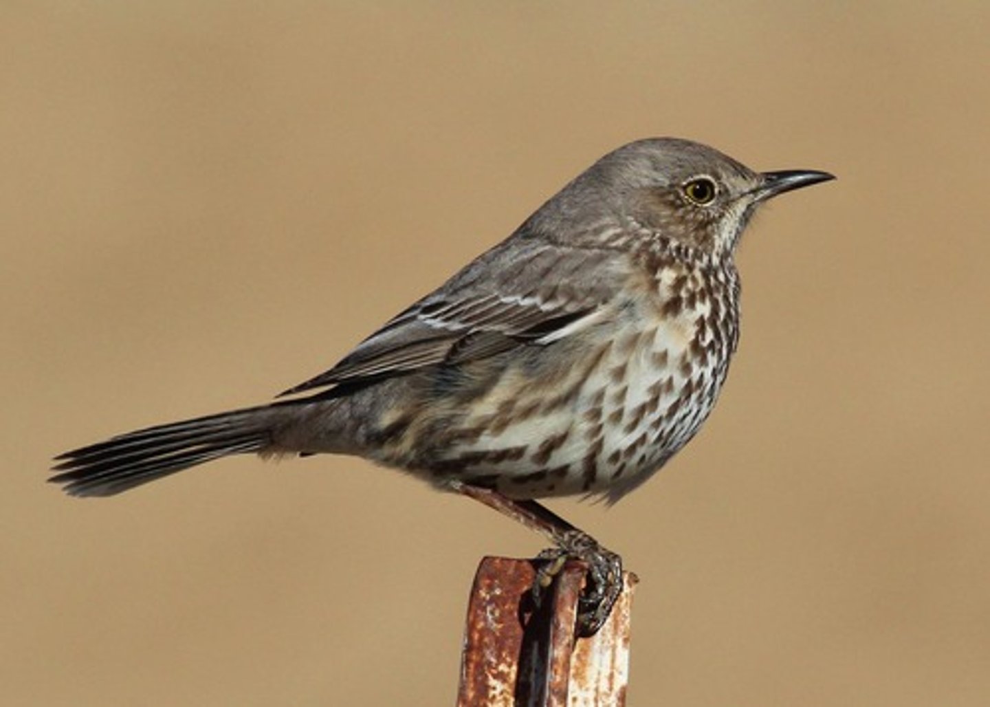 <p>Sagebrush shrub-steppe</p>