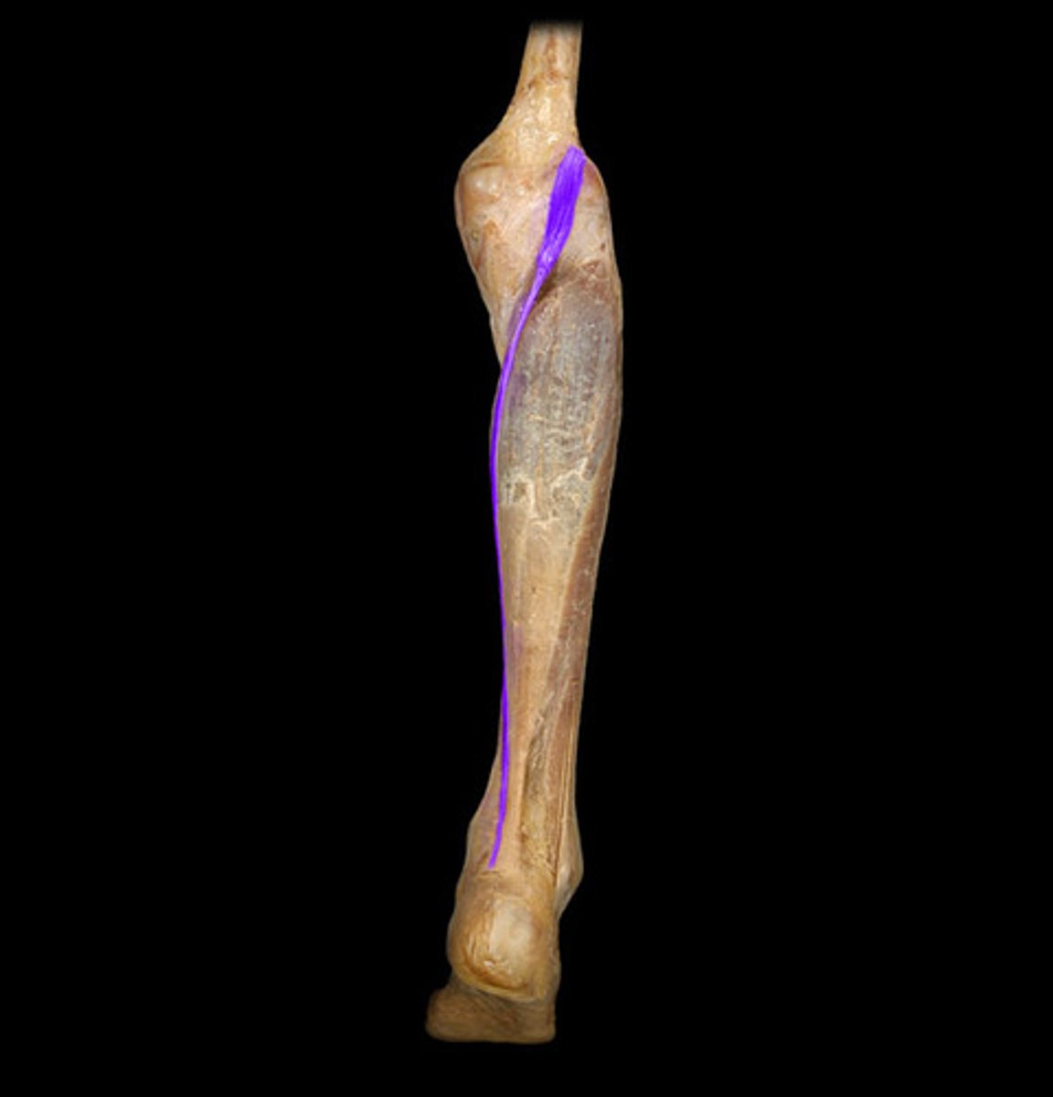 <p>Origin: Lateral supracondylar line</p><p>Insertion: Calcaneal tendon (Achilles heel)</p>