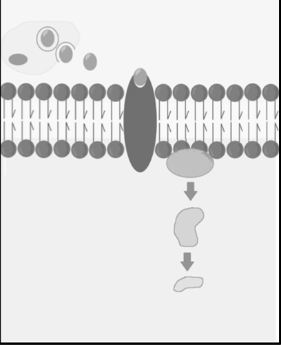 Transduction