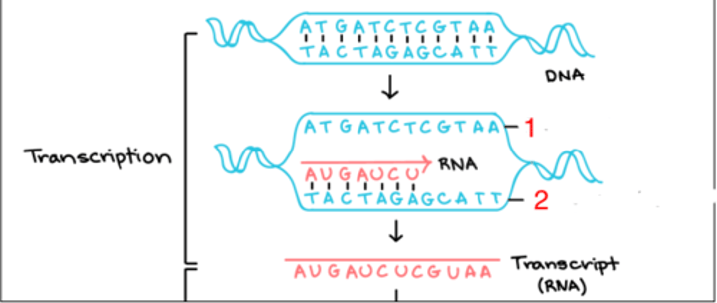 <p>which, 1 or 2, is the coding strand?</p>